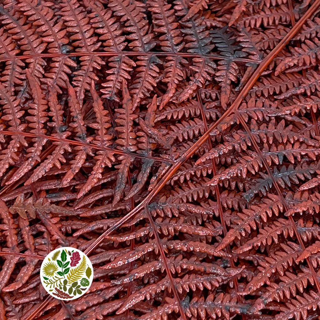 Fern &#39;Bracken&#39; (Preserved) (DRY) (Various Colours) 60-70cm