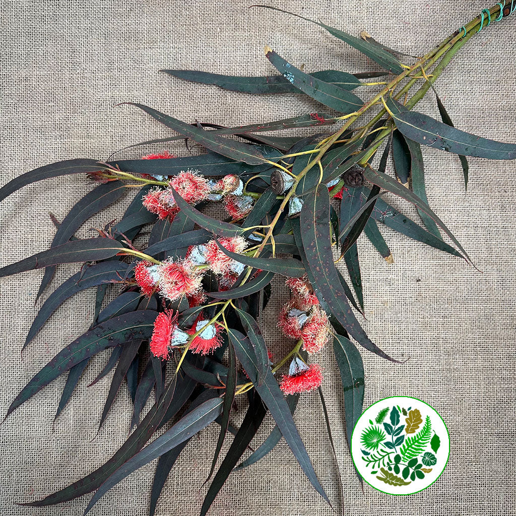 Eucalyptus &#39;Robusta Flowering&#39; 70cm 400g (Aspirated)(Various Colours)