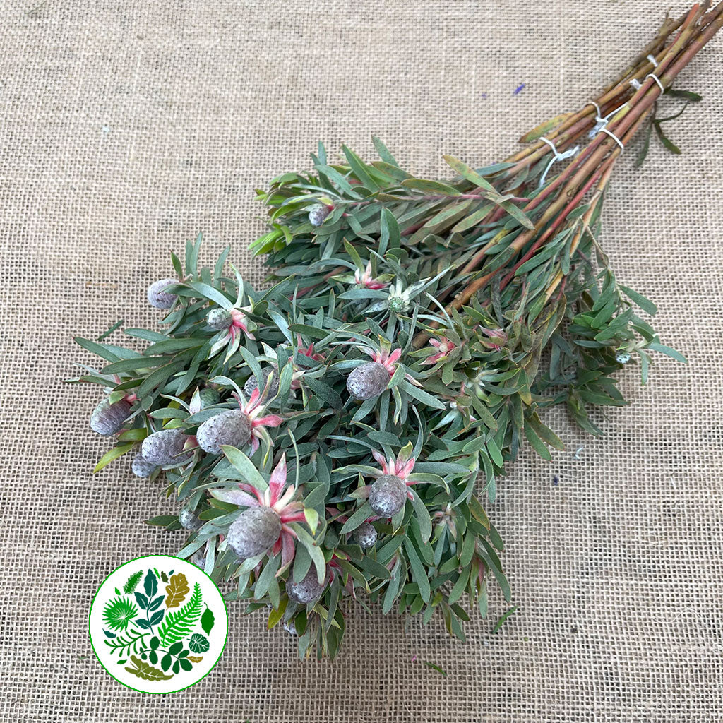 Leucadendron 'Ayoba Star Pearl' (Various Lengths)