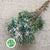Leucadendron 'Ayoba Star Pearl' (Various Lengths)