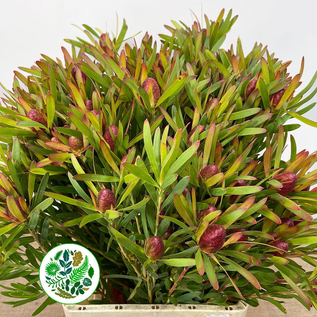 Leucadendron Ayoba 'Cherry Pearl' (Various Lengths)