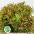 Leucadendron 'Ayoba' (Cherry Pearl) (Various Lengths)