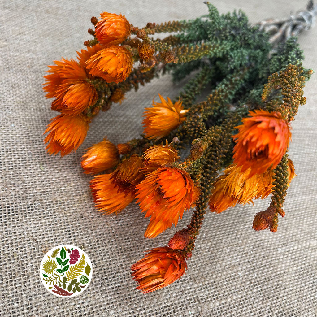 Phaenocoma 'Tint' (Painted) (DRY) (Various Colours)