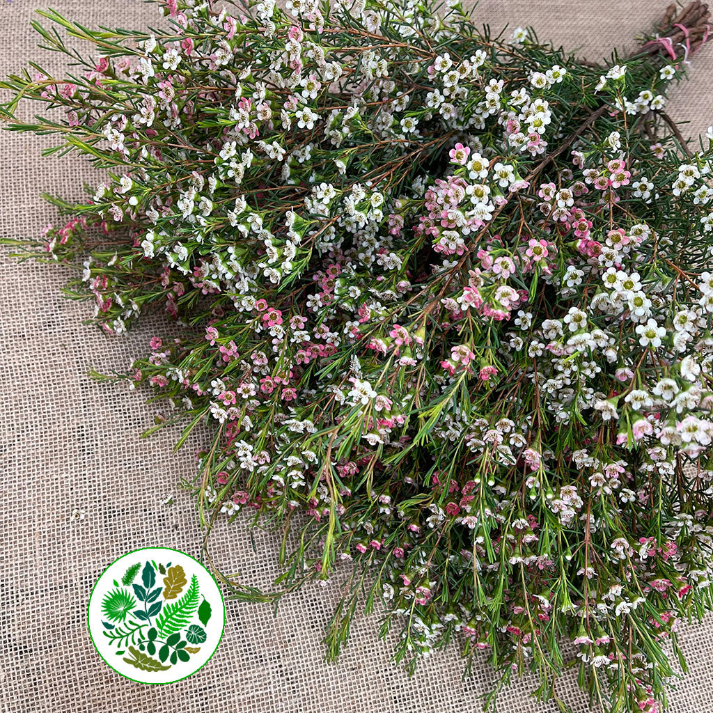 Wax Flower 'Sweet 16' (Various Lengths)