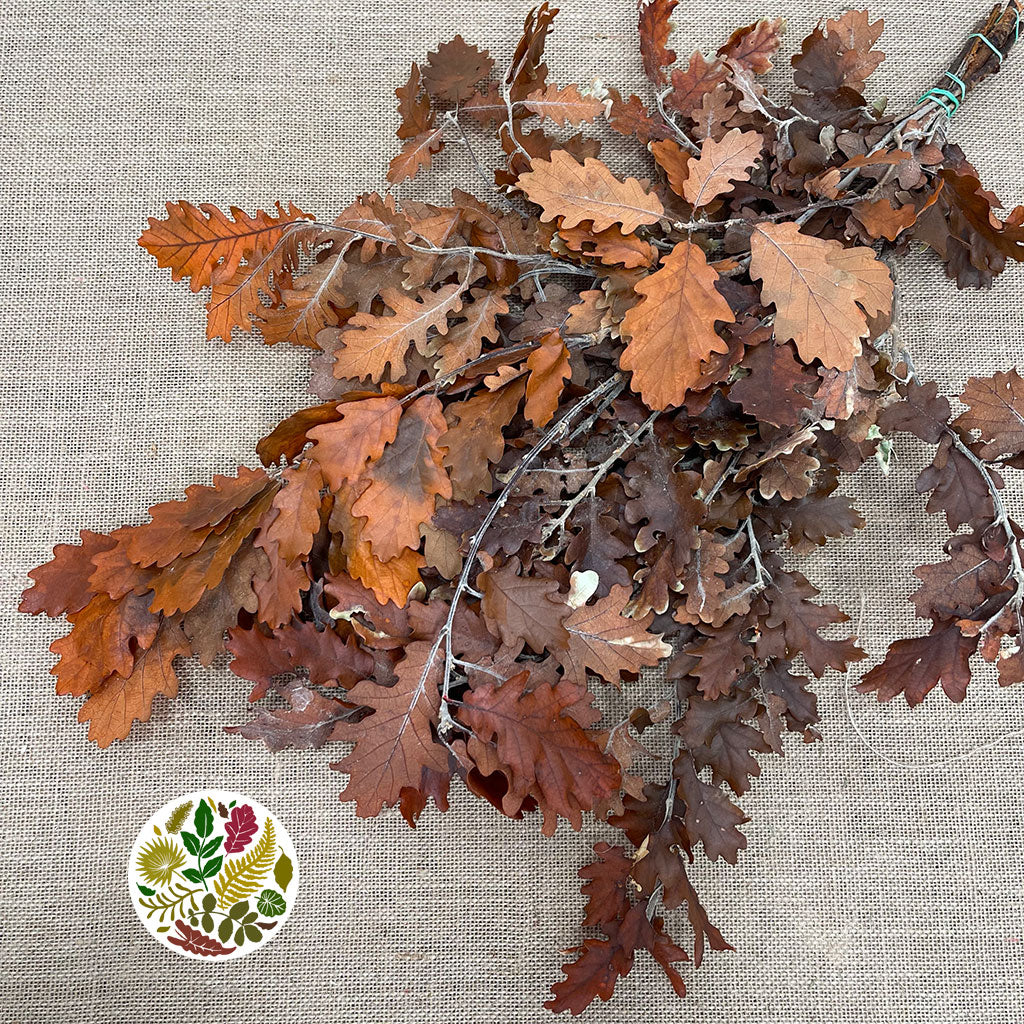 Oak &#39;Stabilised&#39; (Various Colours) (DRY) 60cm