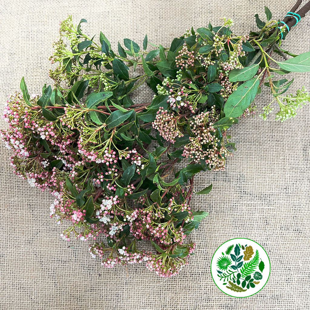 Viburnum  &#39;Flowering&#39; (Cultivated) (Various Sizes)