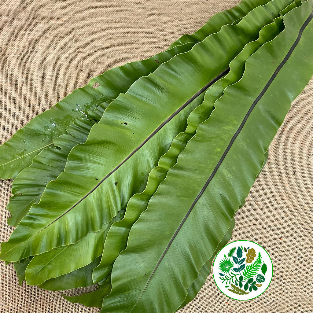 Asplenium &#39;Leaves&#39; (Nidus) (Various Sizes)