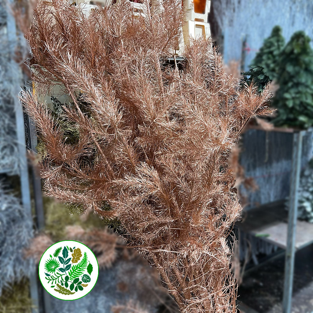 Pine Stems Painted (Various Colours) &#39;Alaskan Pine&#39; 130-150cm (Per stem)