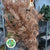 Pine Stems Painted (Various Colours) 'Alaskan Pine' 130-150cm (Per stem)