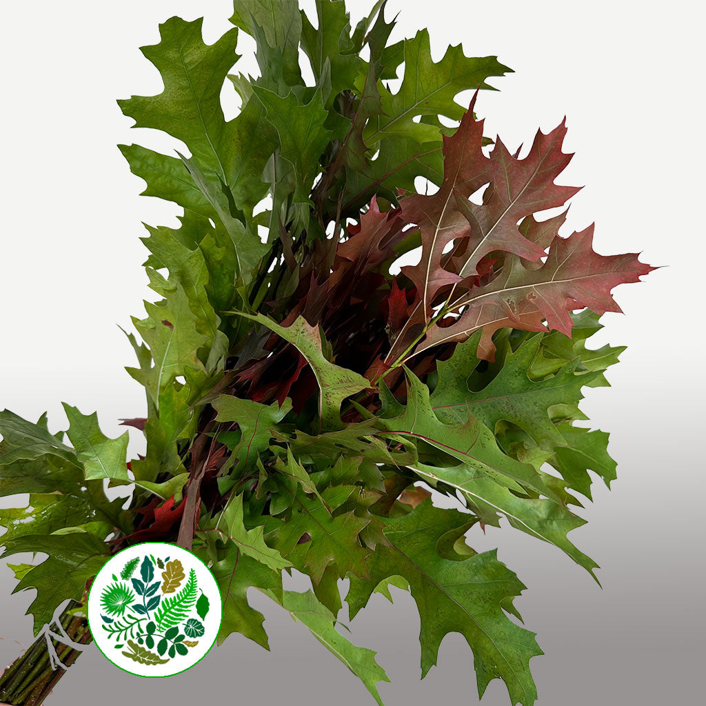 Oak &#39;Spanish Oak&#39; (Cultivated) (Various Sizes)