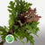 Oak 'Spanish Oak' (Cultivated) (Various Sizes)