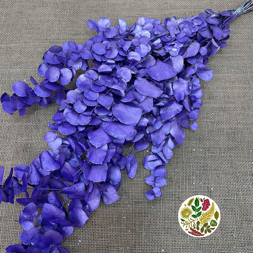 Eucalyptus 'Stuartiana' (Stabilised) (Painted) (DRY) (Various Colours)