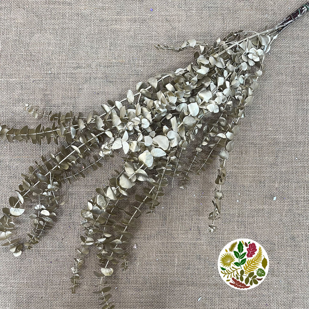 Eucalyptus 'Baby Blue' (Preserved & Painted) (DRY) (Various Colours)