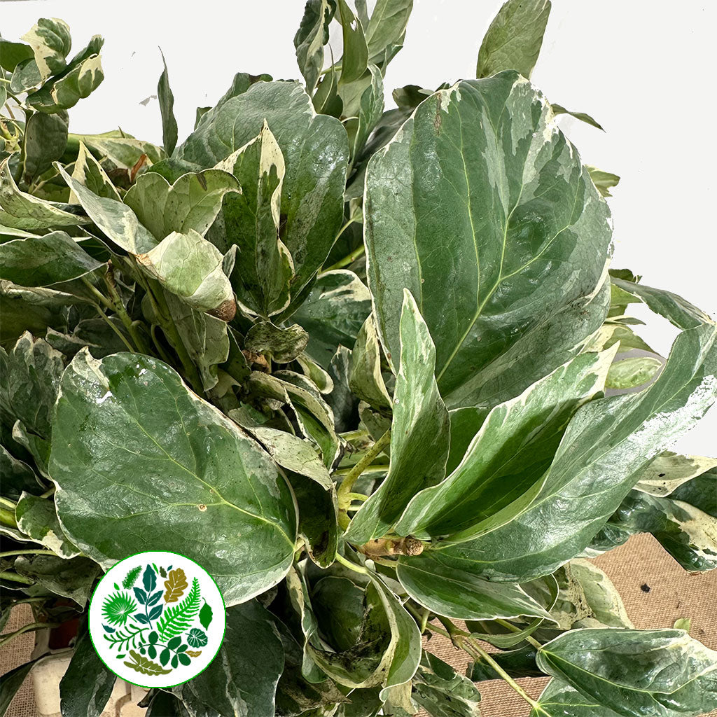 Ivy 'Berried' (Variegated) (Various Sizes)