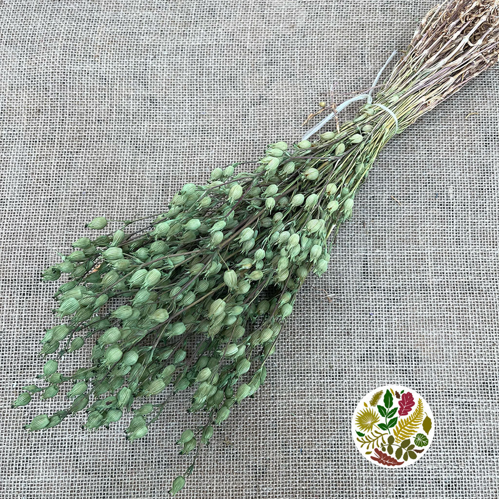 Grass 'Silene Conica' (Coloured Various) (DRY) 40cm