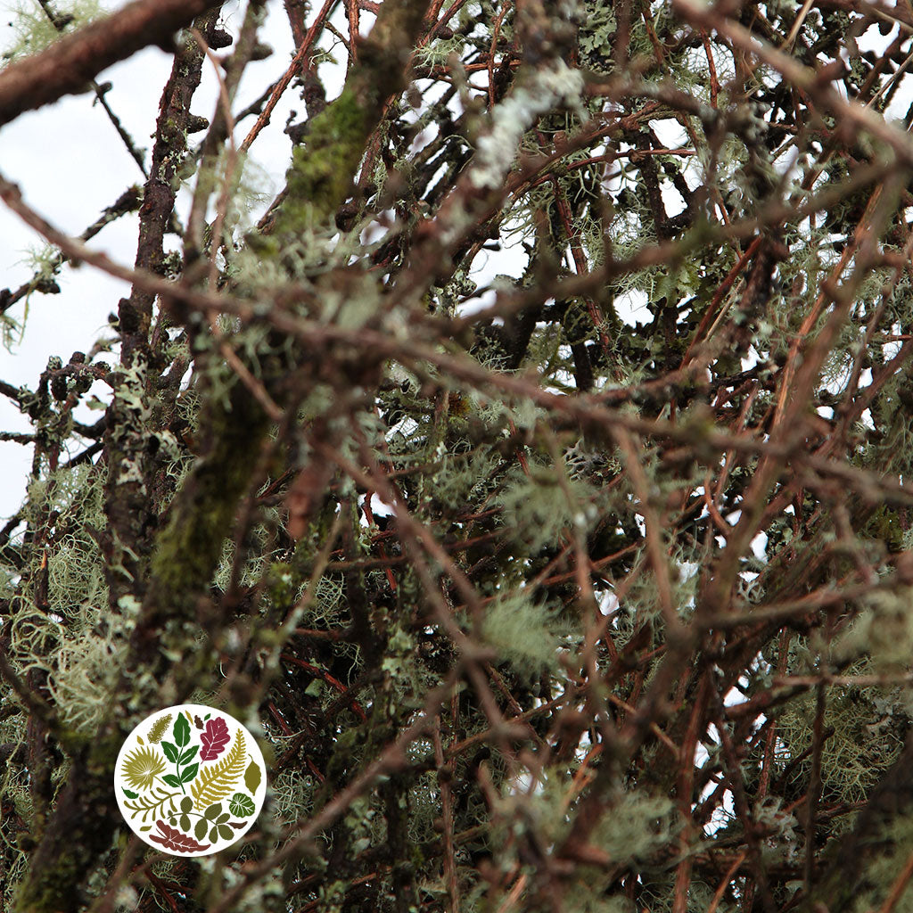 Lichen &#39;Twigs&#39; (Wild) (Various Sizes)