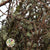 Lichen 'Twigs' (Wild) (Various Sizes)