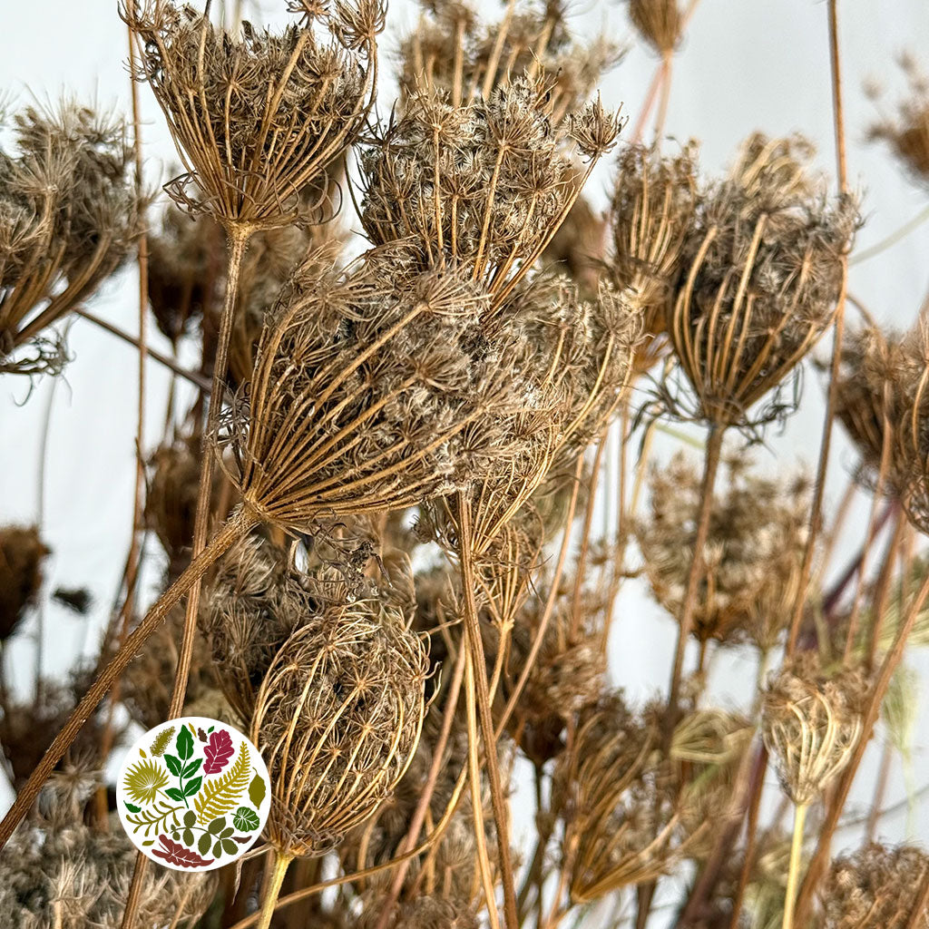 Daucus Wild (DRY)