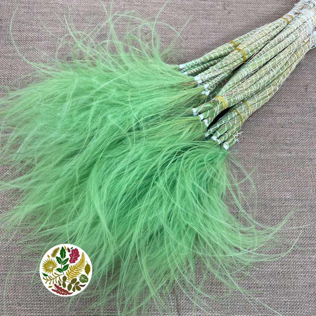 Grass &#39;Stipa Pennata&#39; (DRY) (Various Colours) 50cm