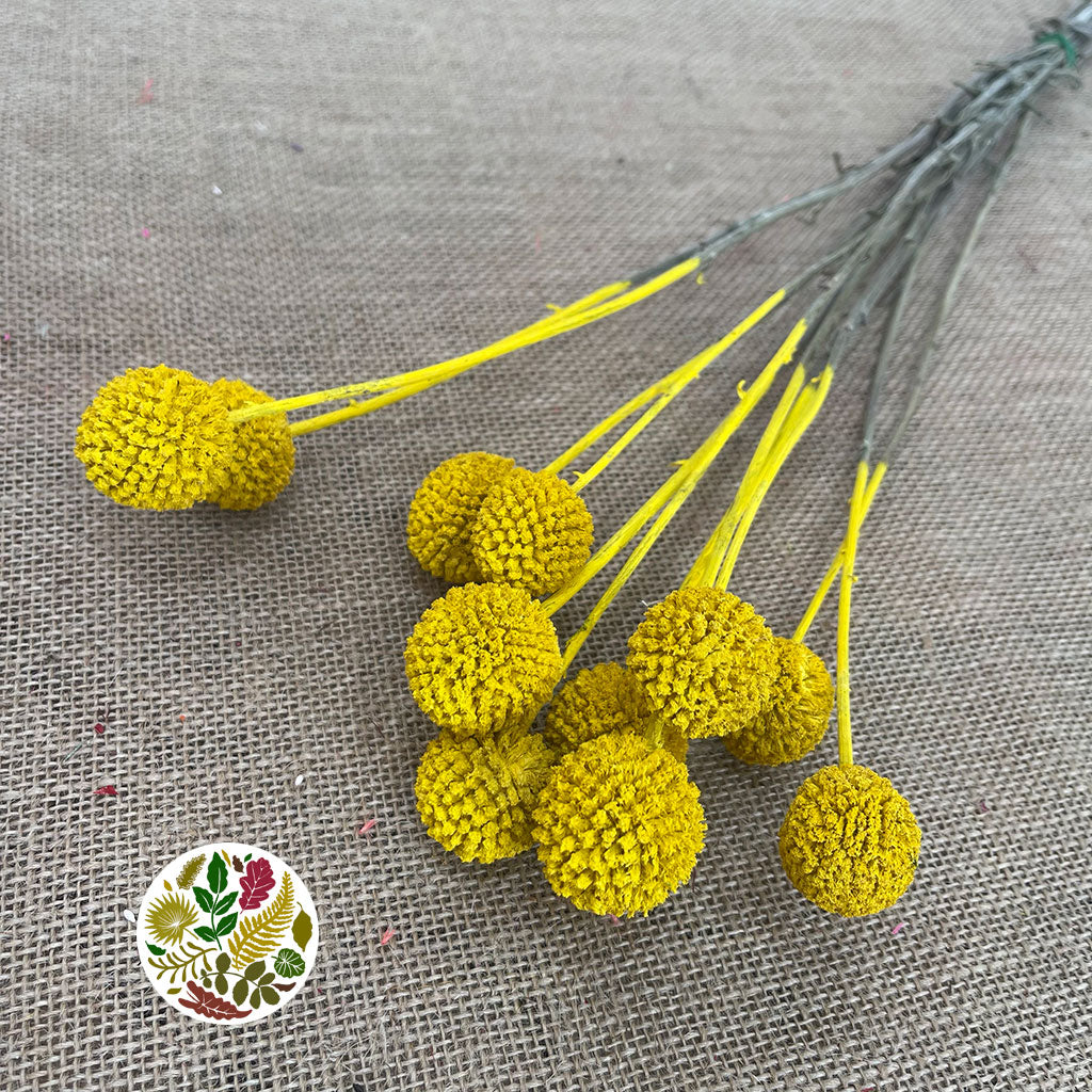 Craspedia 'Flower' (Painted) (DRY) (Various Colours)