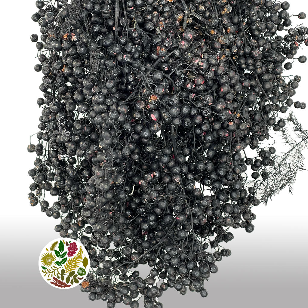 Schinus Molle Fruit (Painted) (DRY) (Various Colours)