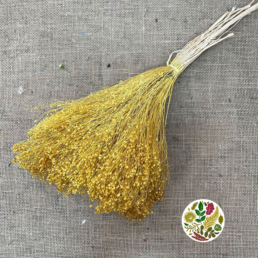 Broom &#39;Flower&#39; (Various Colours) (DRY) (100g)