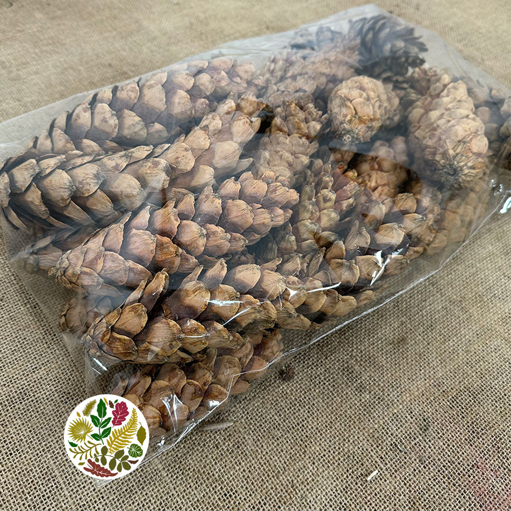 Cones 'Strobus' (Natural) (DRY) (Various Sizes)