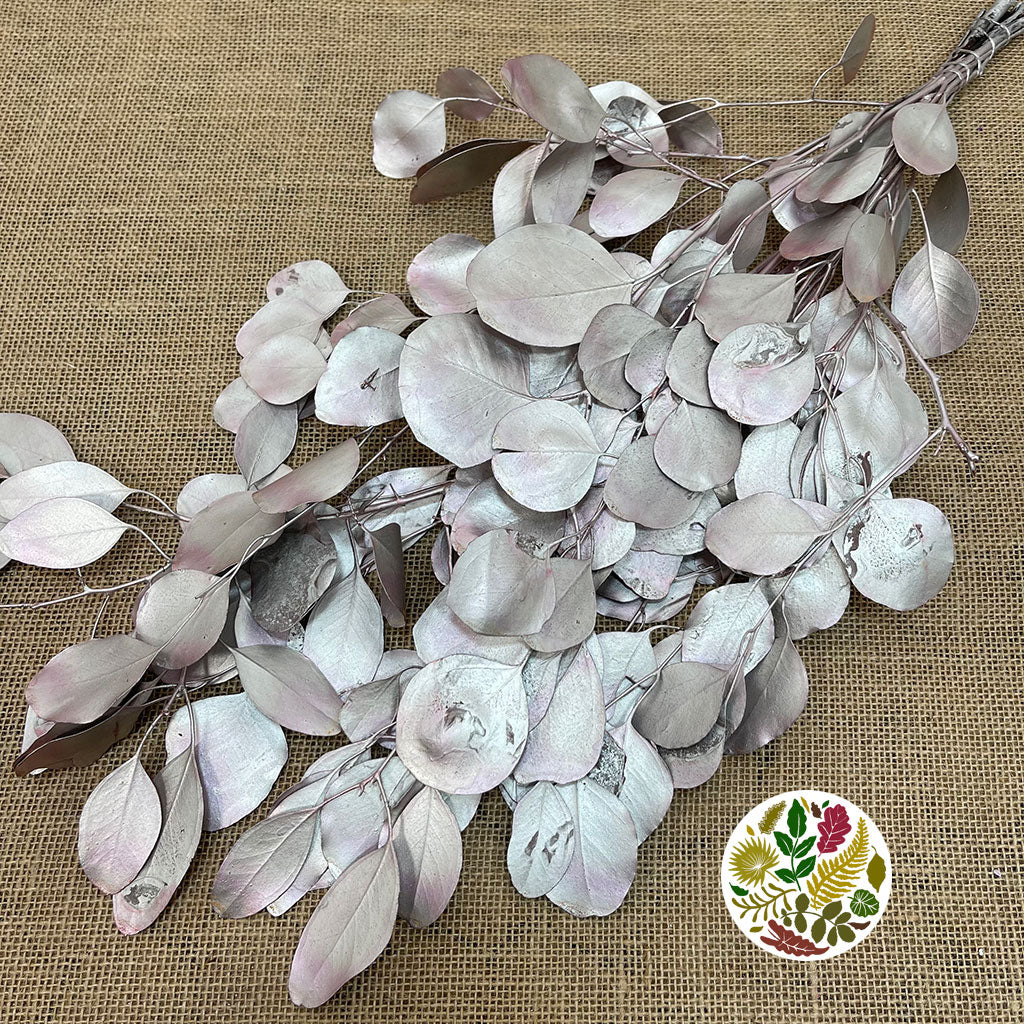Eucalyptus &#39;Populus&#39; (Preserved) (Painted) (DRY)