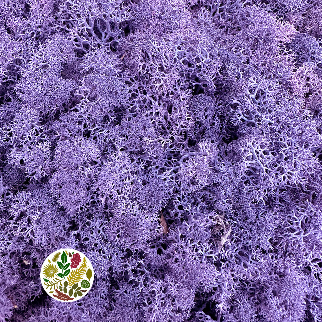Moss &#39;Reindeer&#39; (DRY) (Various Colours) (500g)