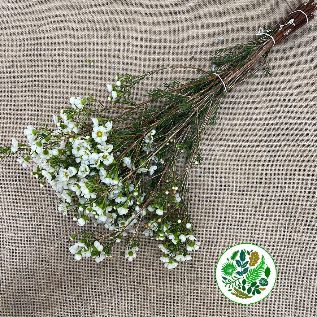 Wax Flower &#39;Crystal Pearl&#39; (Various Lengths)