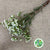 Wax Flower 'Crystal Pearl' (Various Lengths)