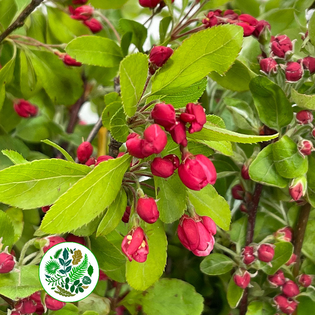 Blossom &#39;Apple&#39; (Red Sentinel) Cultivated (Various Sizes)