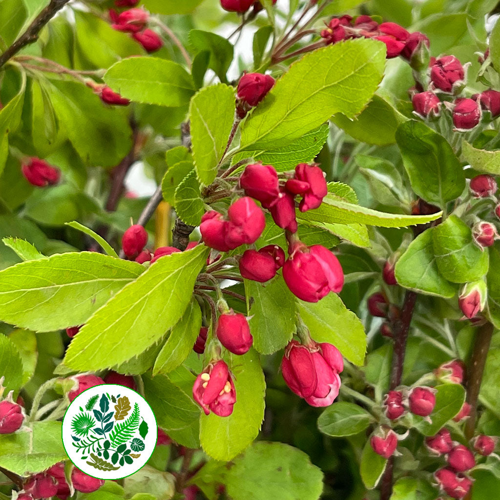 Blossom &#39;Apple&#39; Wild (Various Sizes)