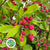 Blossom 'Apple' (Red Sentinel) Cultivated (Various Sizes)