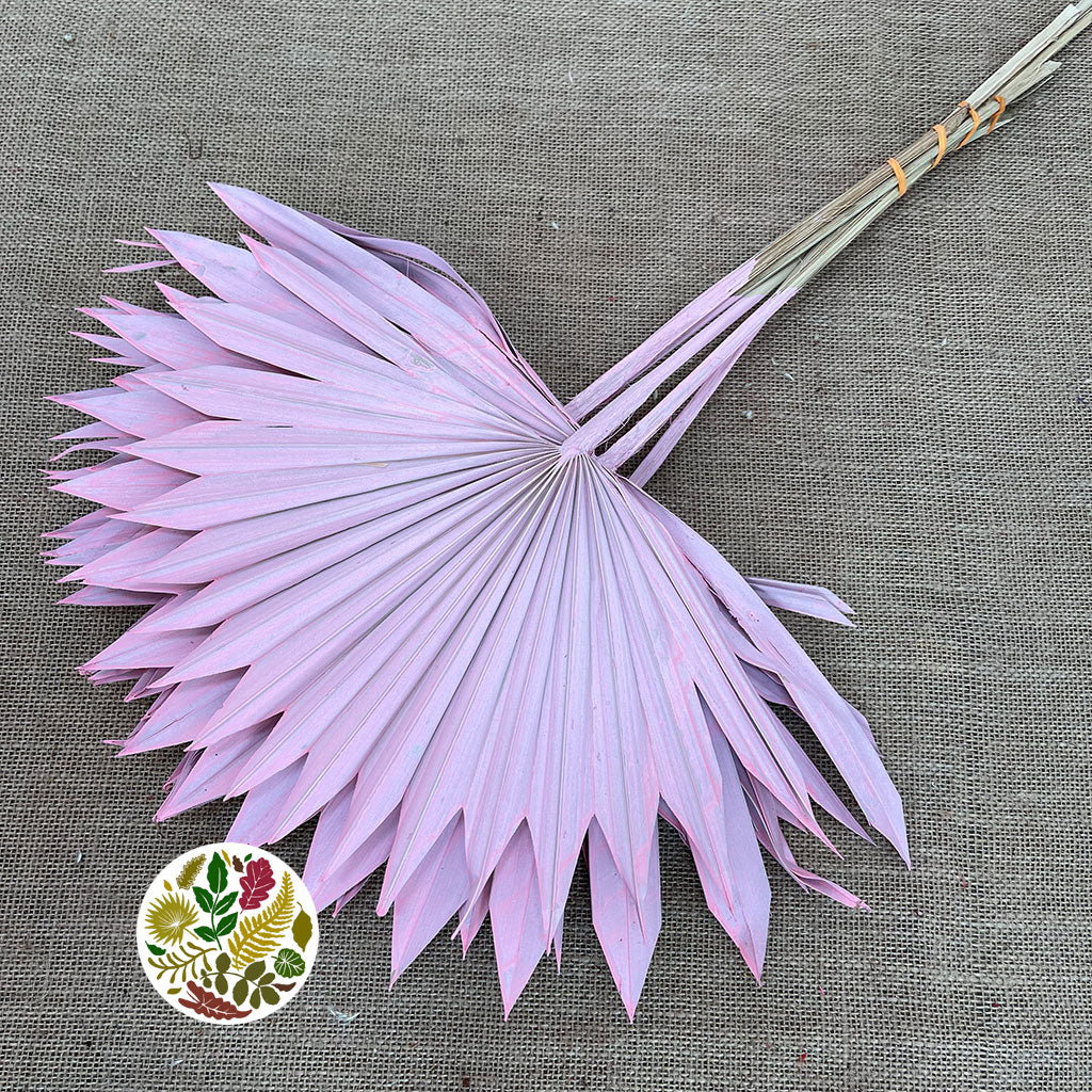 Palm &#39;Fan Palm&#39; (Painted) (DRY) (Various Colours) (x5) 45-55cm