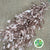 Ruscus 'Trailing' Fresh (Painted Metallic Colours) (Various)