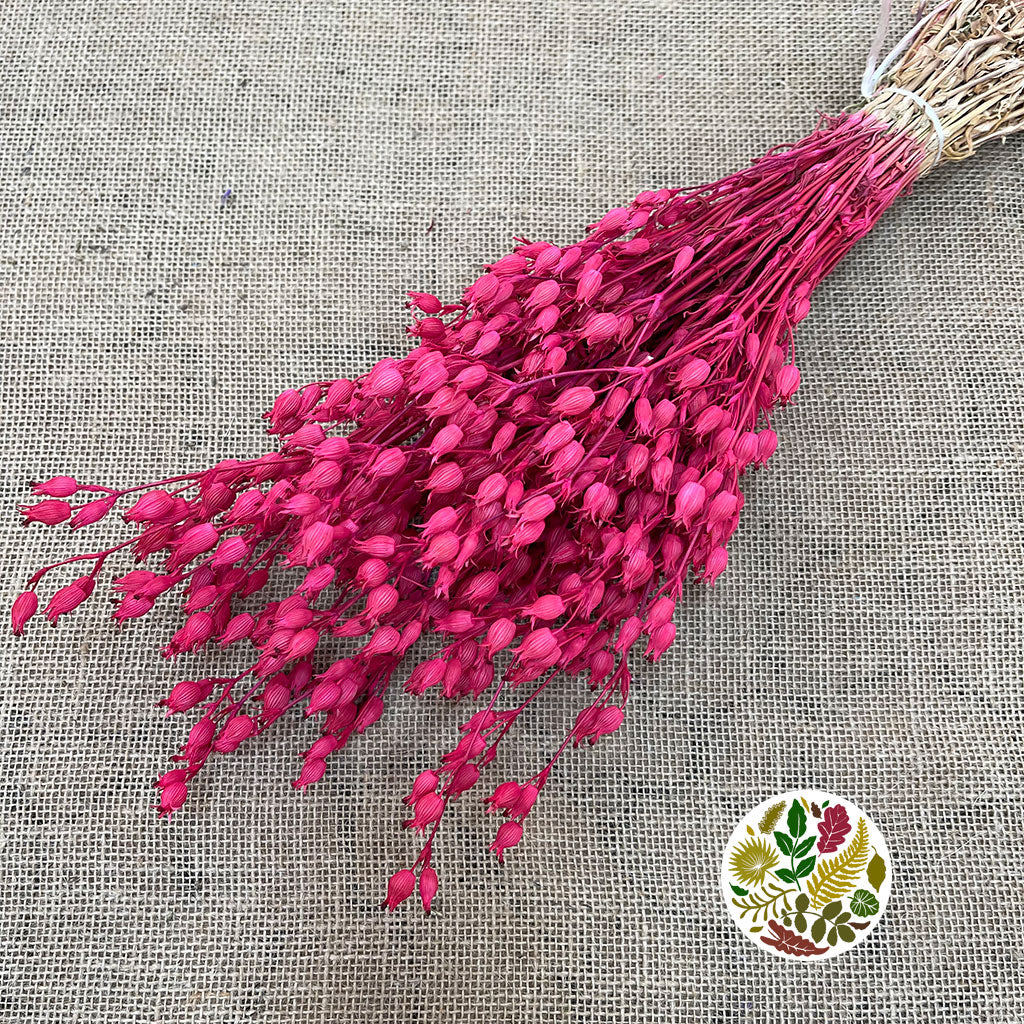 Grass 'Silene Conica' (Coloured Various) (DRY) 40cm