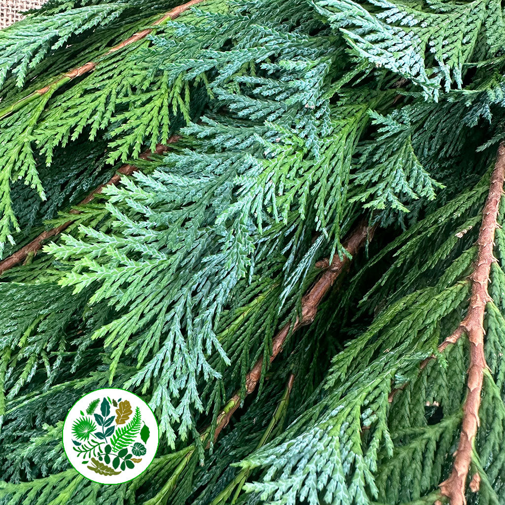 Conifer &#39;Flat&#39; (Wild) &#39;Cypressus&#39; (Various Types)