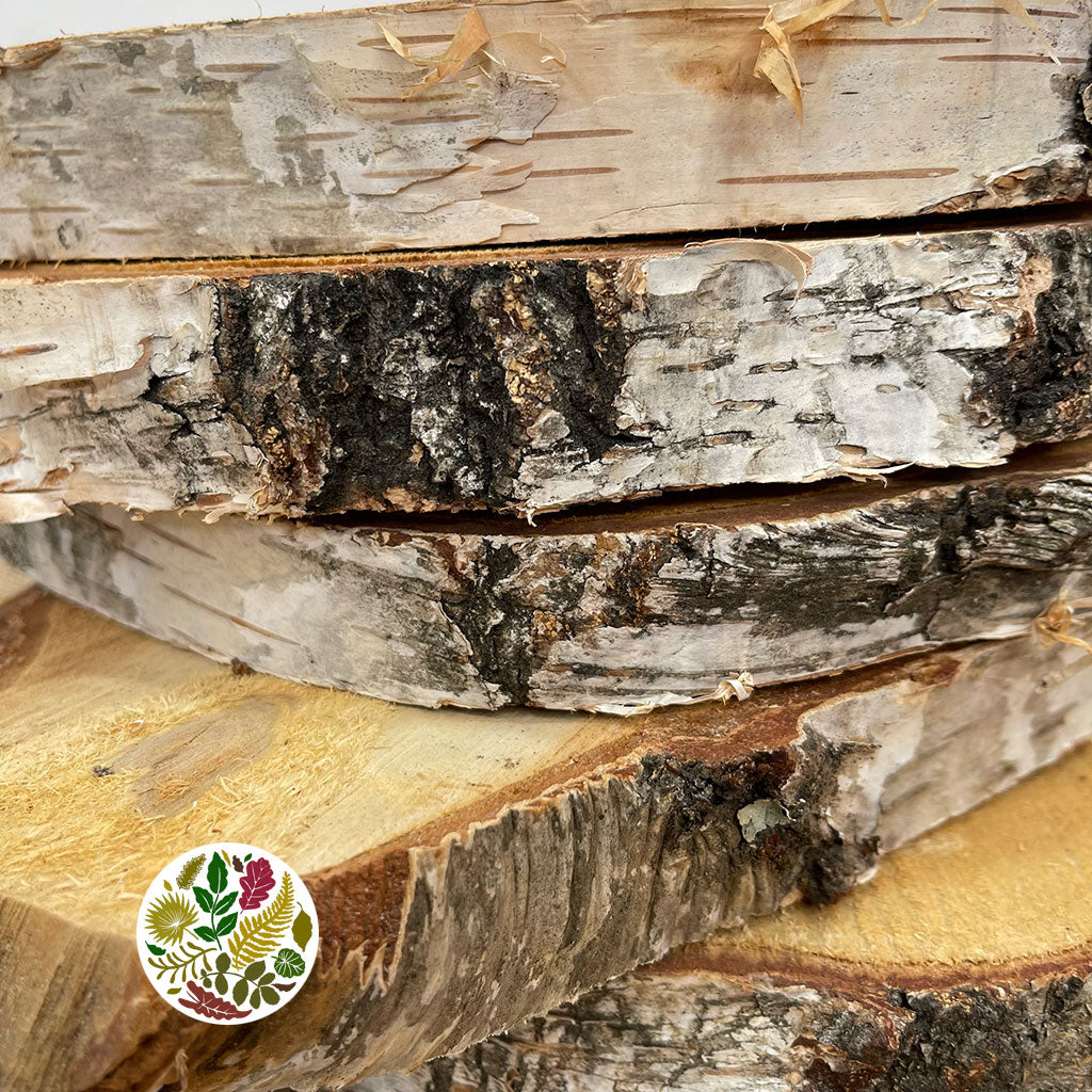 Birch 'Slices' (Round) (DRY) (Various Sizes)
