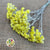 Helichrysum 'Italicum' (Natural Yellow) (DRY) (Various Sizes)