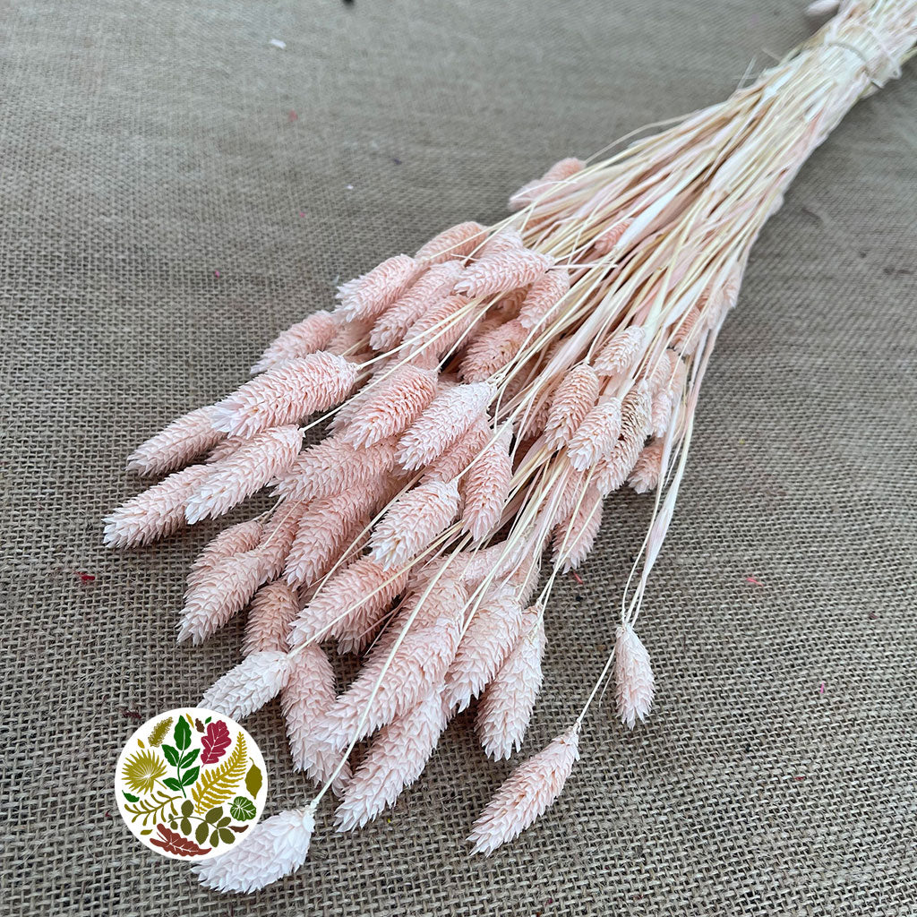 Grass 'Phalaris' (Painted) (DRY) (Various Colours)