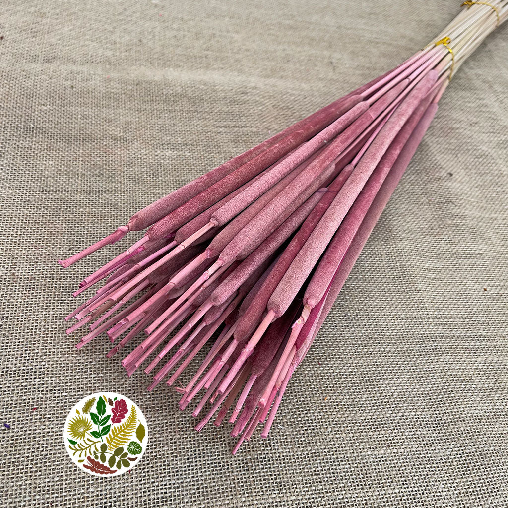 Grass &#39;Typha&#39; (Mini Bull Rush) (Painted) (DRY) (Various Colours) (x50)