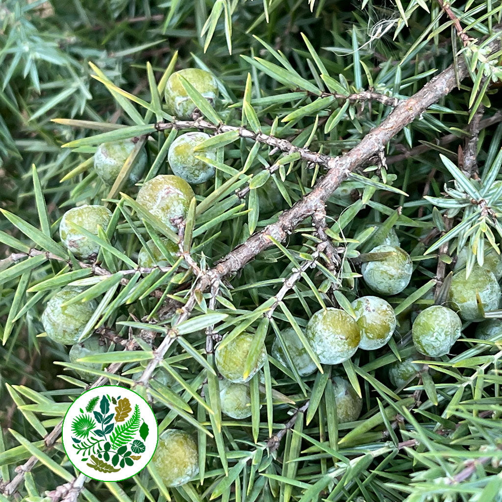 Juniper &#39;Foliage&#39; (Various Sizes)