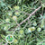 Juniper 'Foliage' (Various Sizes)