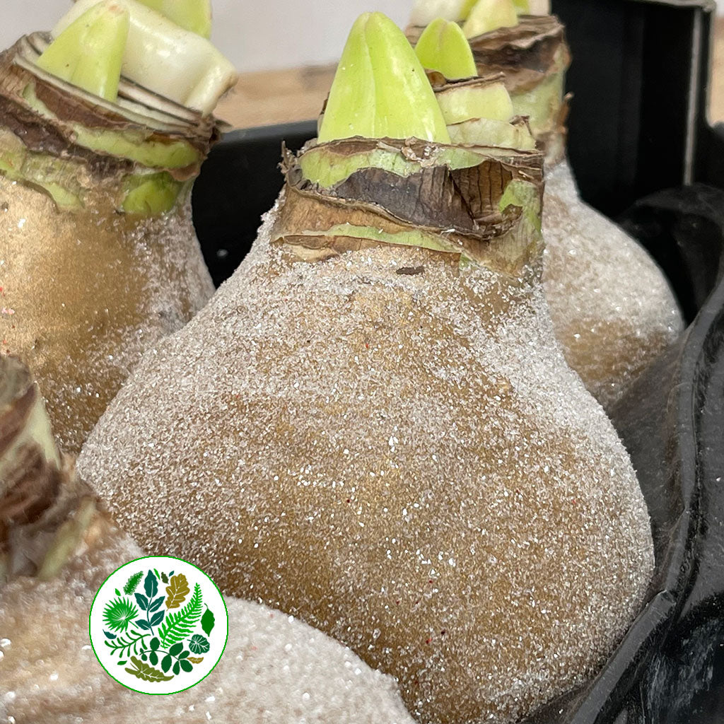 Wax 'Amaryllis' (Various Colours)