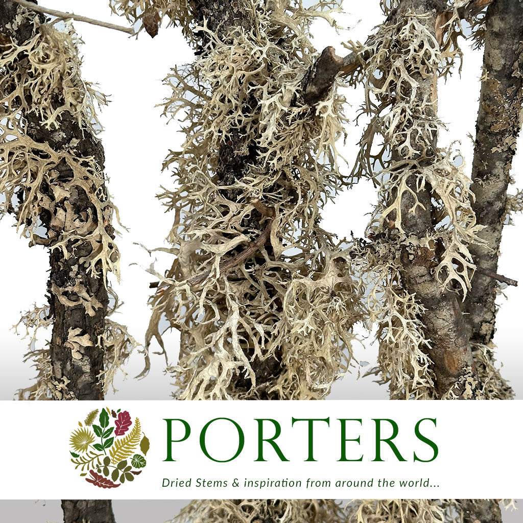 Screen &#39;Oakmoss Stems&#39; (DRY) (Various Sizes)