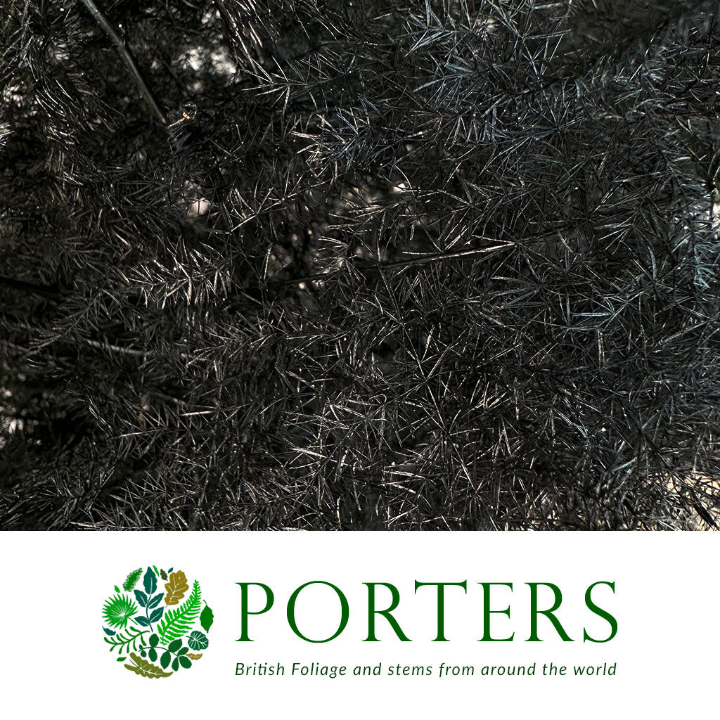 Fern 'Asparagus' (Painted) 85cm (Various Colours) (x50)