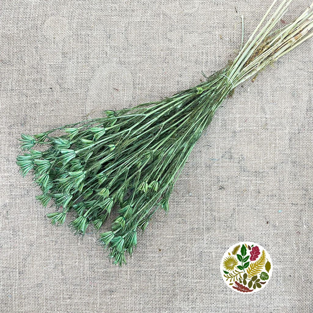 Nigella 'Orientalis' (Painted) (DRY) (Various Colours) 60cm