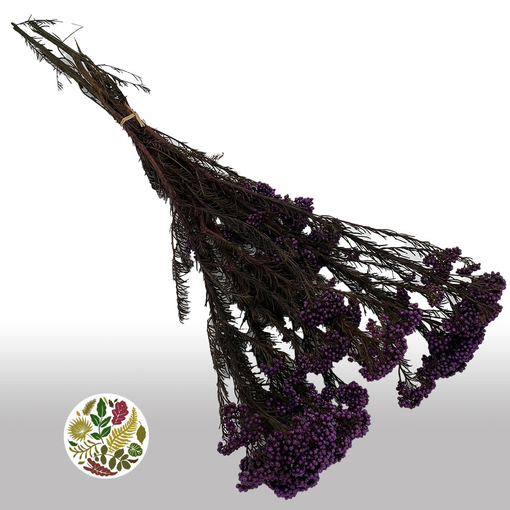 Rice Flower (Various Colours) (DRY) 70cm (100g)