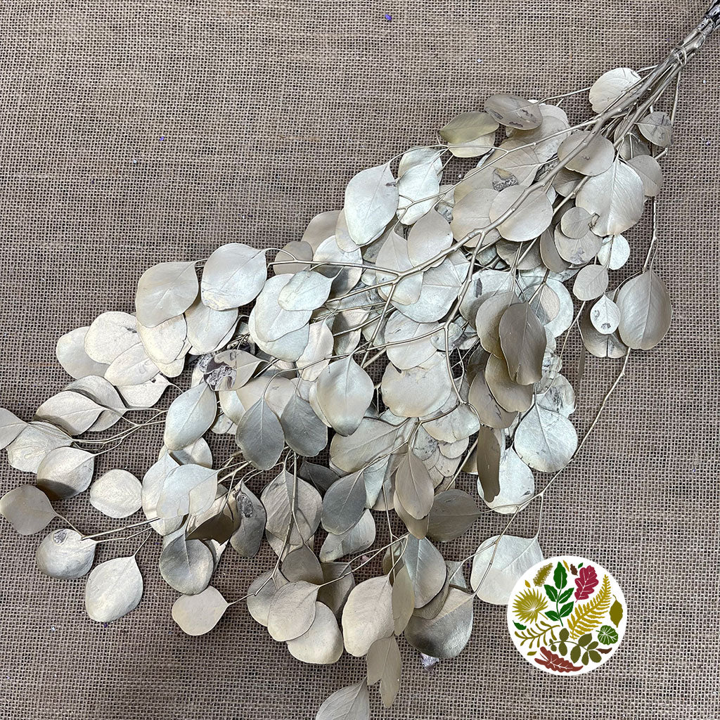 Eucalyptus &#39;Populus&#39; (Preserved) (Painted) (DRY)